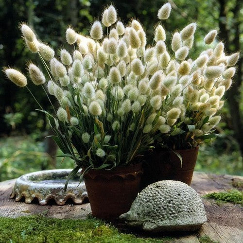 Lagurus ovatus 'Bunny Tails'