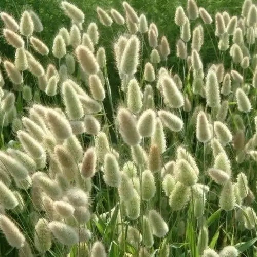 Lagurus ovatus 'Bunny Tails'