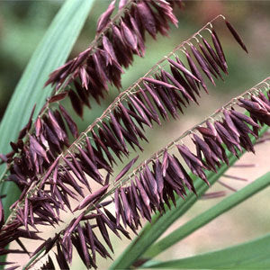 Melica altissima 'Atropurpurea'