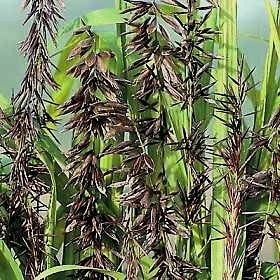 Melica altissima 'Atropurpurea'