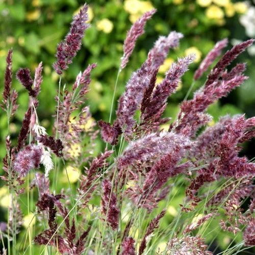 Melinis nerviglumis 'Karoo Queen'