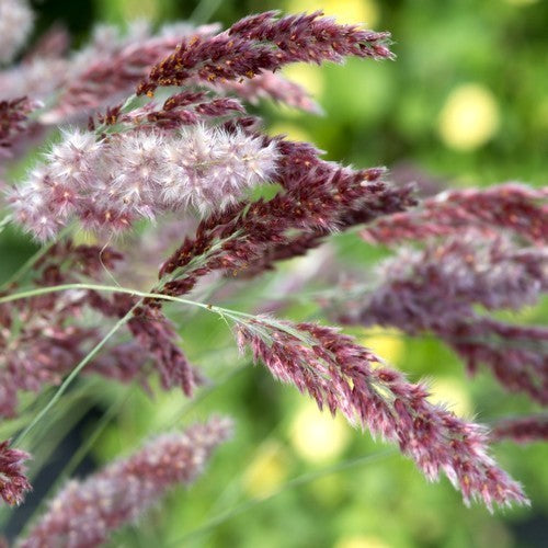 Melinis nerviglumis 'Karoo Queen'