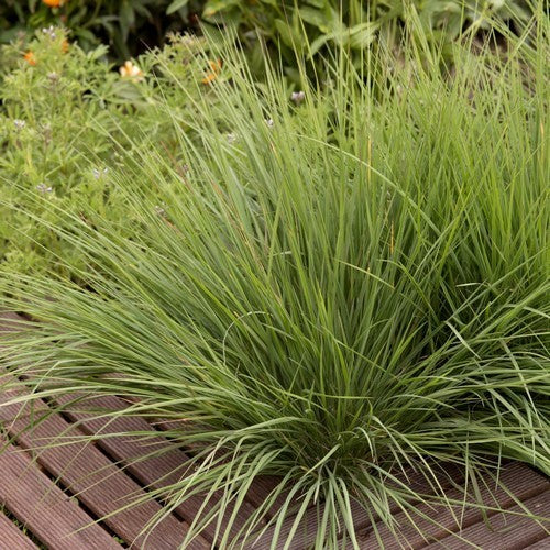 Melinis nerviglumis 'Karoo Queen'