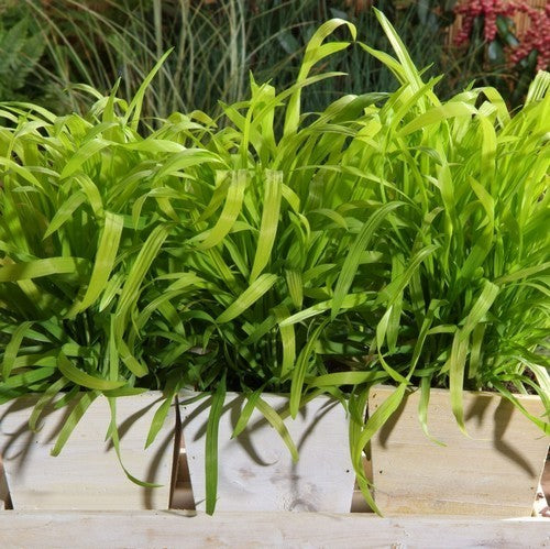 Milium effusum 'Aureum'