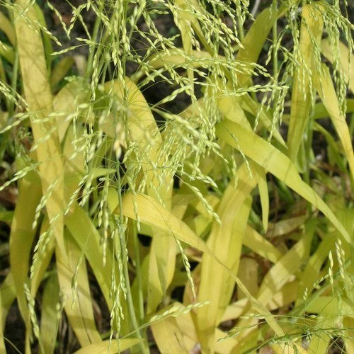 Milium effusum 'Aureum'