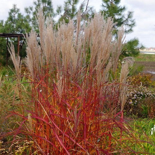 Miscanthus sinensis 'Purple Fall' etc.