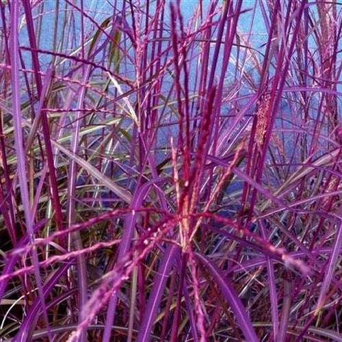 Miscanthus sinensis 'Purple Fall' etc.