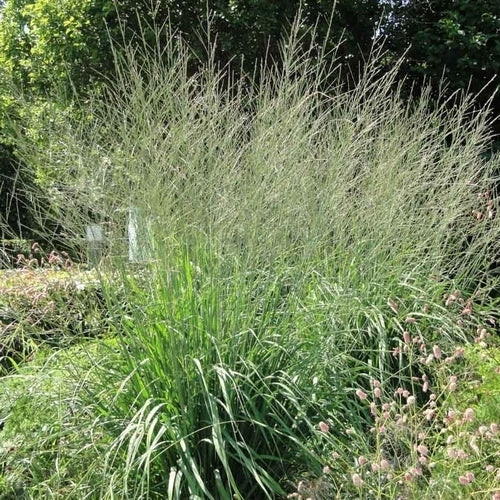 Molinia caerulea arundinacea 'Windspiel'