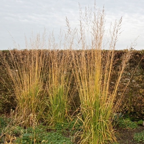 Molinia caerulea arundinacea 'Windspiel'