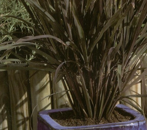 Oryza sativa 'Black Madras'