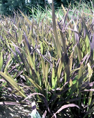 Oryza sativa 'Black Madras'