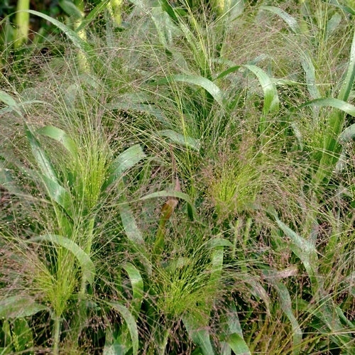 Panicum elegans