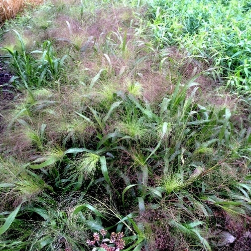 Panicum elegans