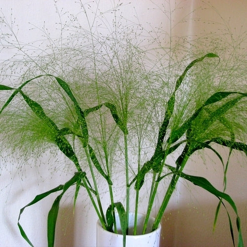 Panicum elegans