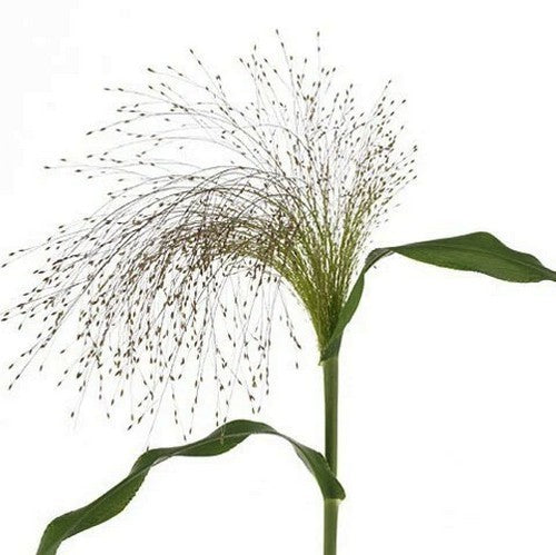 Panicum elegans