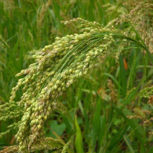 Panicum miliaceum convar. contractum 'Kornberger Mittelfrühe'