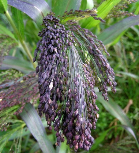 Panicum miliaceum 'Violaceum'