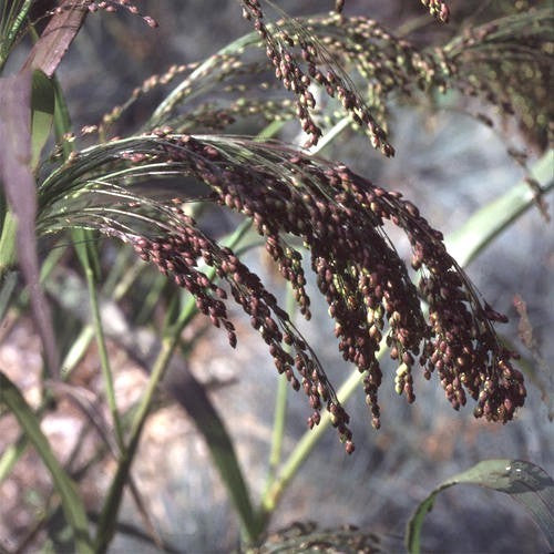 Panicum miliaceum 'Violaceum'