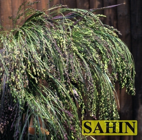 Panicum miliaceum 'Violaceum'