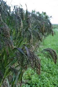 Panicum miliaceum 'Violaceum'