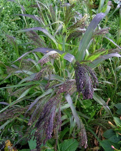 Panicum miliaceum 'Violaceum'