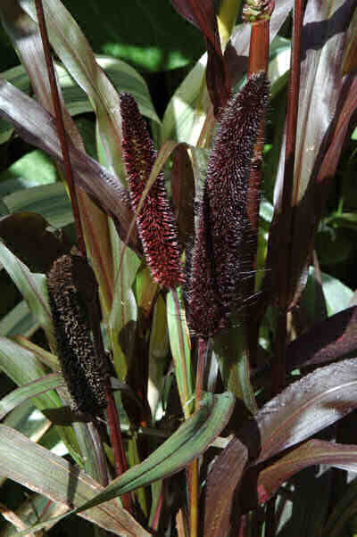 Pennisetum glaucum 'Purple Majesty' F1
