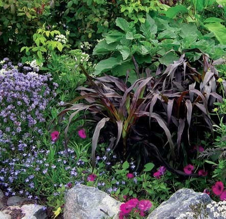Pennisetum glaucum 'Purple Majesty' F1