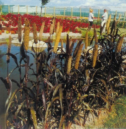 Pennisetum glaucum 'Purple Majesty' F1