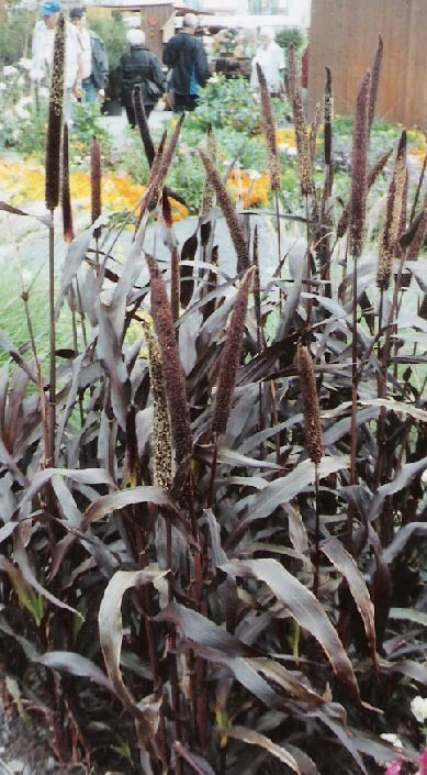 Pennisetum glaucum 'Purple Majesty' F1
