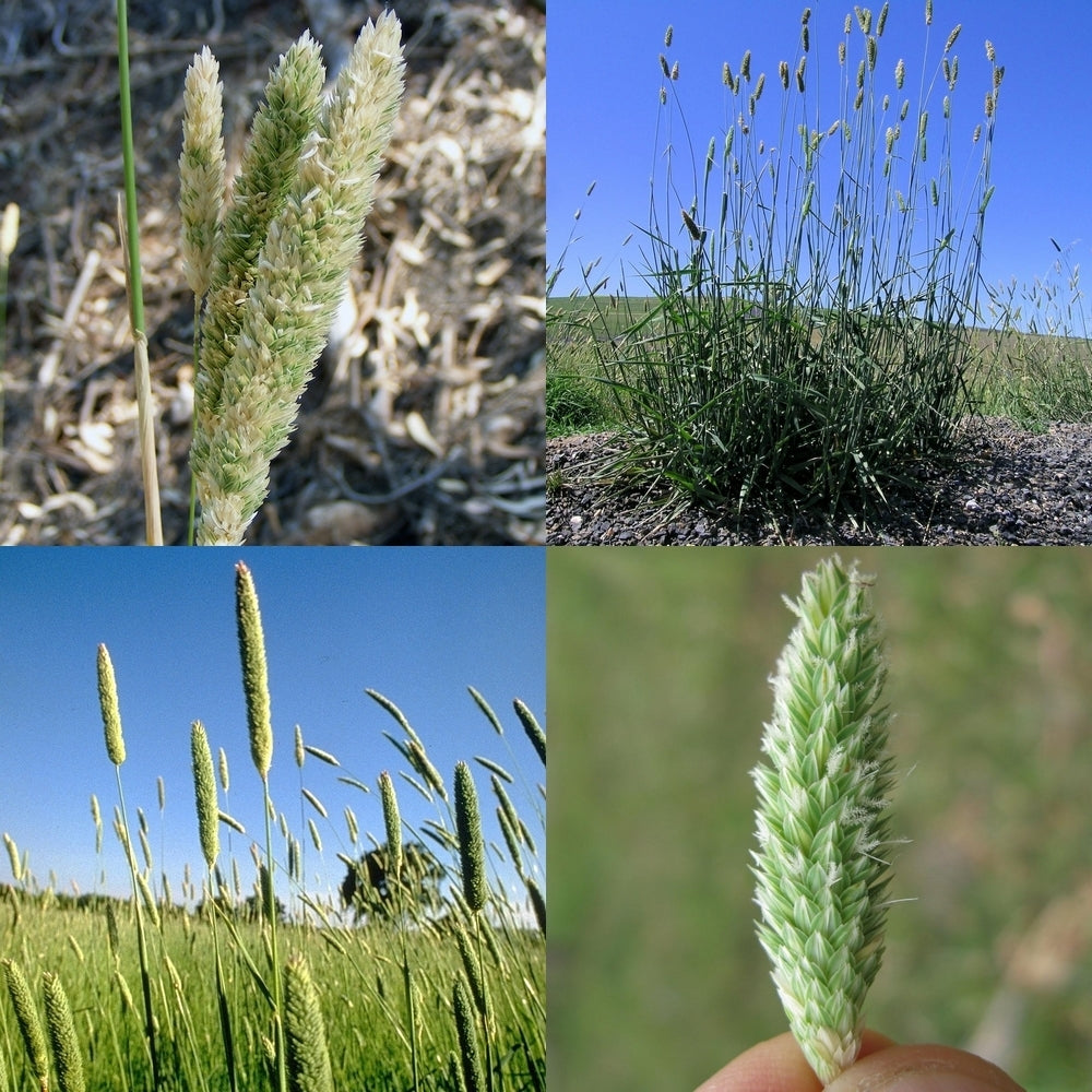 Phalaris aquatica 'Sirosa'