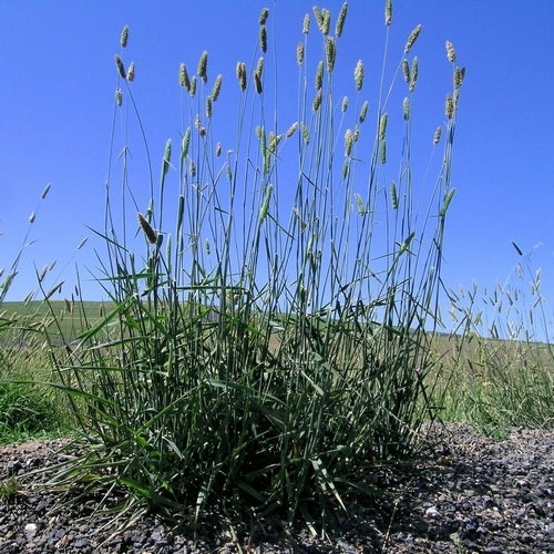 Phalaris aquatica 'Sirosa'