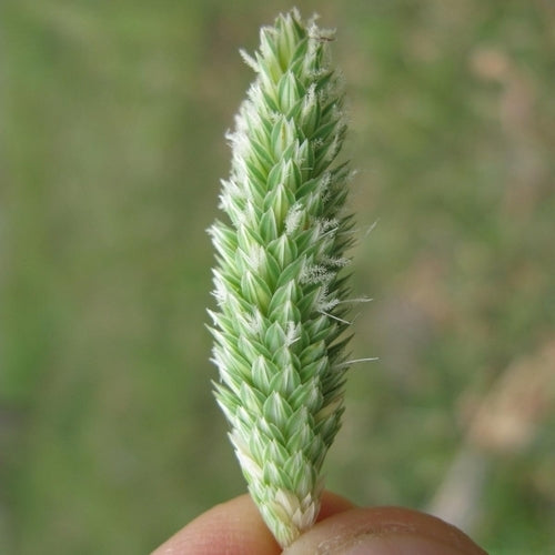 Phalaris aquatica 'Sirosa'