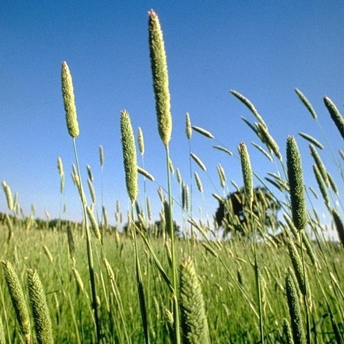 Phalaris aquatica 'Sirosa'
