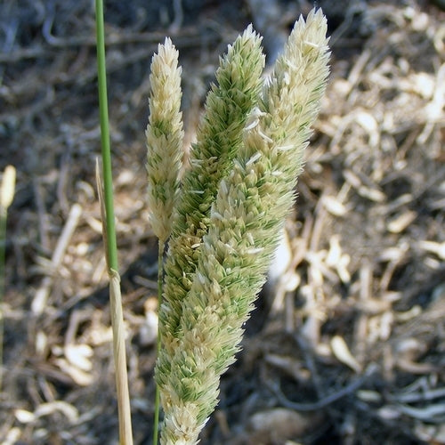 Phalaris aquatica 'Sirosa'
