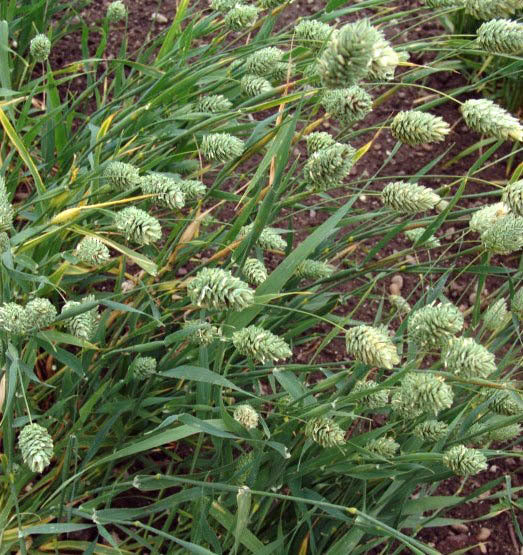 Phalaris canariensis