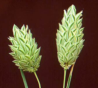 Phalaris canariensis