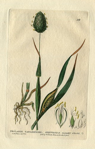 Phalaris canariensis