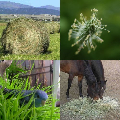 Phleum pratense 'Comer' / 'Alma'