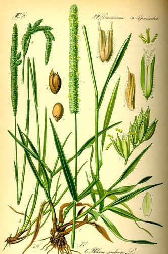 Phleum pratense 'Comer' / 'Alma'