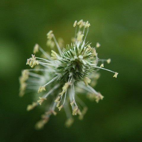 Phleum pratense 'Comer' / 'Alma'