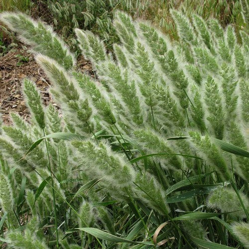 Polypogon monspeliensis