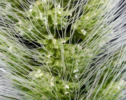 Polypogon monspeliensis
