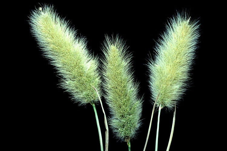 Polypogon monspeliensis