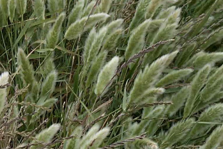 Polypogon monspeliensis