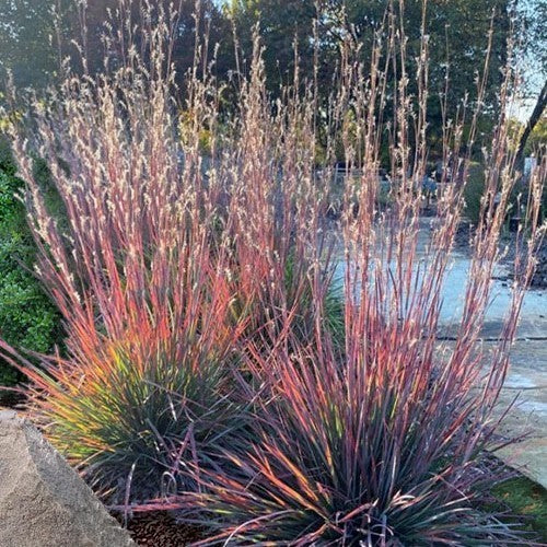 Schizachyrium scoparium
