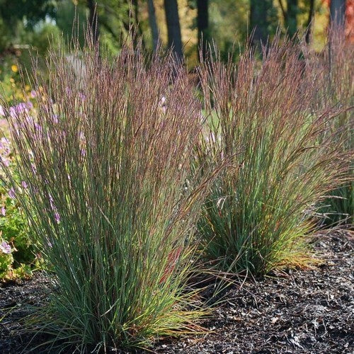 Schizachyrium scoparium