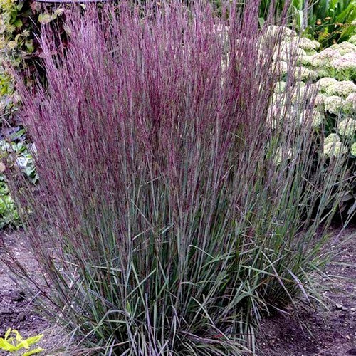 Schizachyrium scoparium