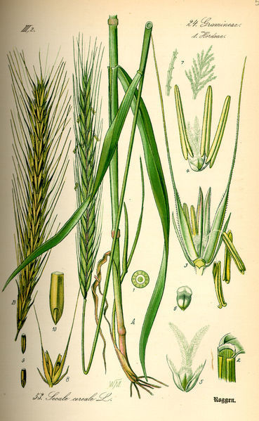 Secale cereale 'Vergil' / 'Sorom' / 'Bojko'