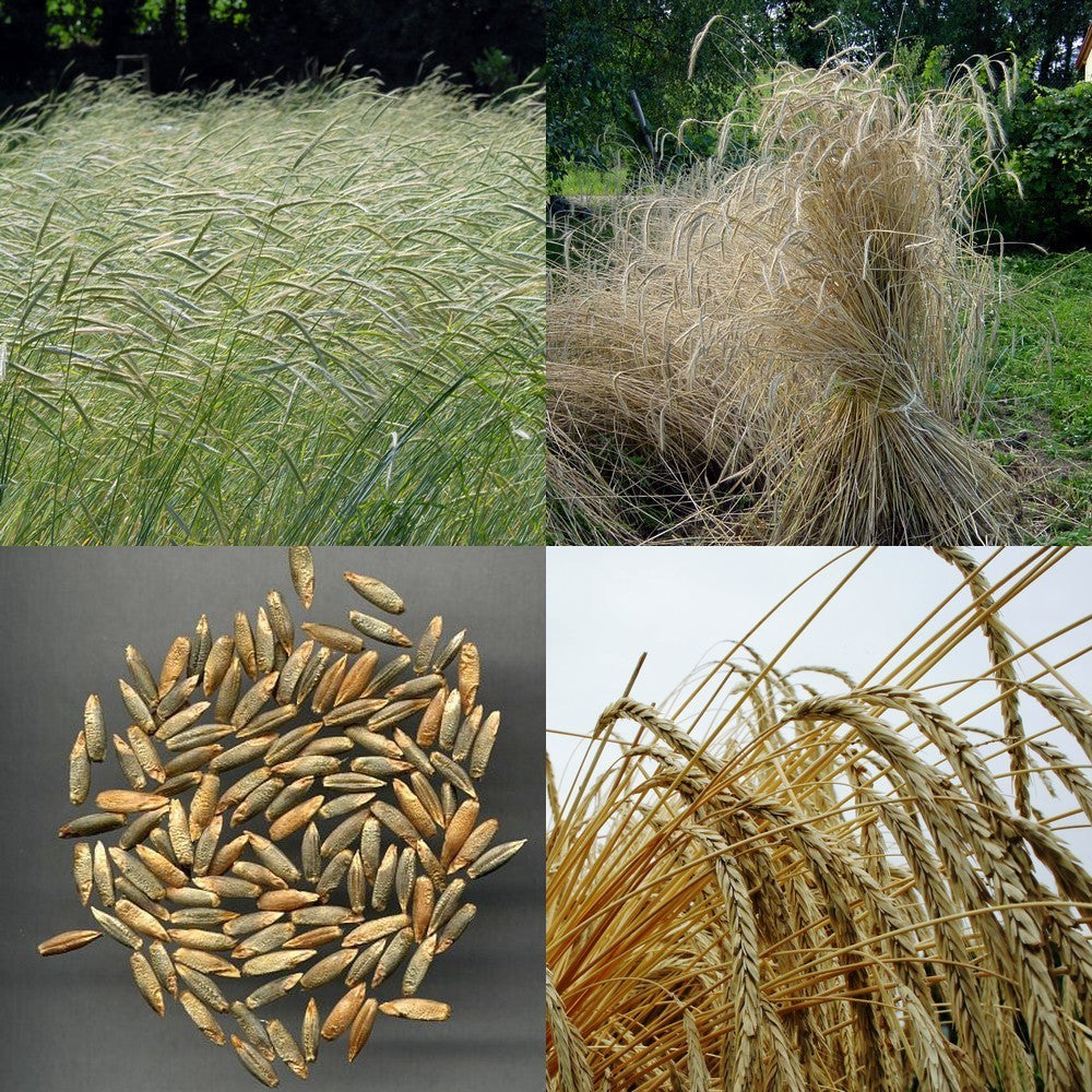 Secale multicaule 'Waldstauden'