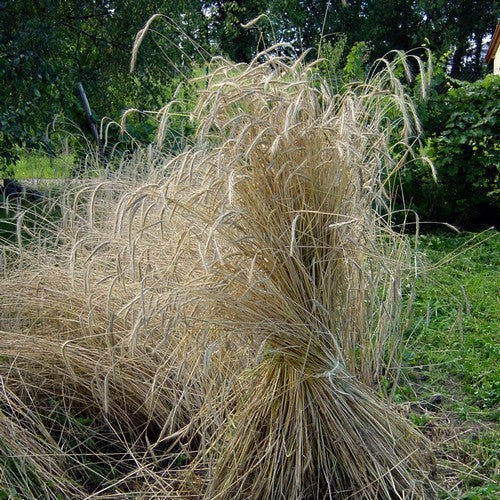 Secale multicaule 'Waldstauden'
